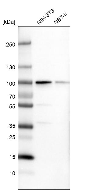 PUS7 Antibody in Western Blot (WB)