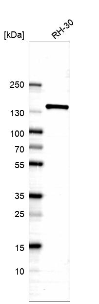 ERC1 Antibody in Western Blot (WB)