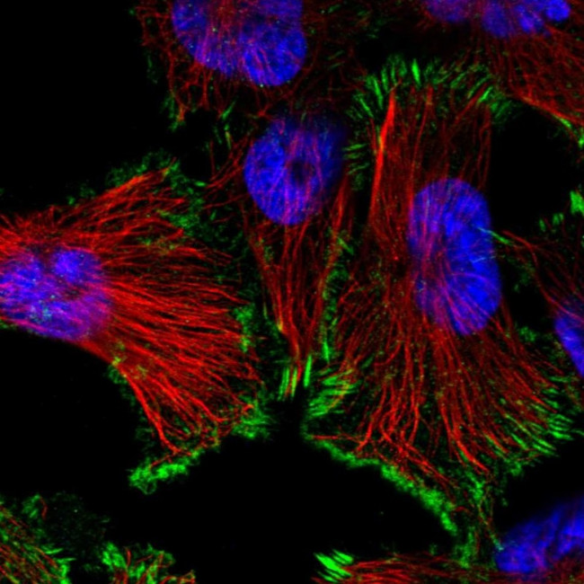 SIKE Antibody in Immunocytochemistry (ICC/IF)