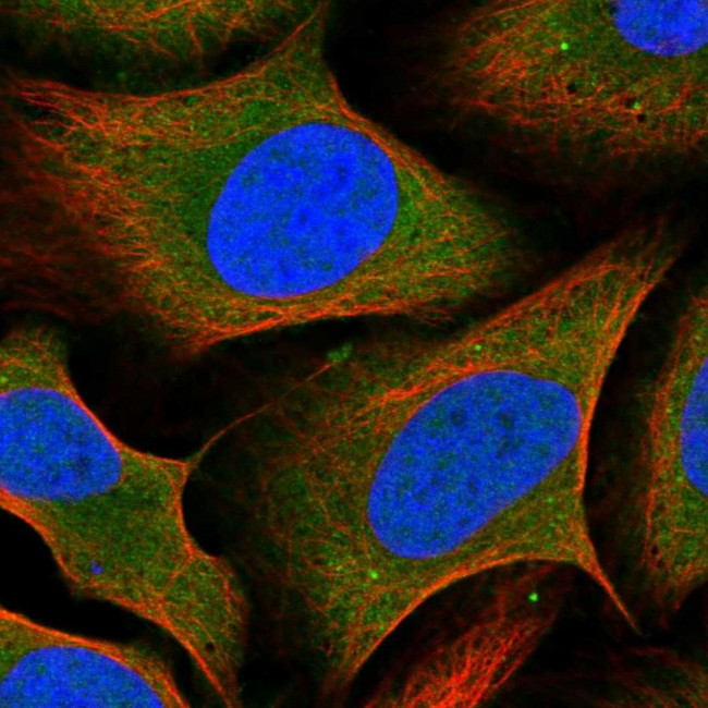 C1orf144 Antibody in Immunocytochemistry (ICC/IF)