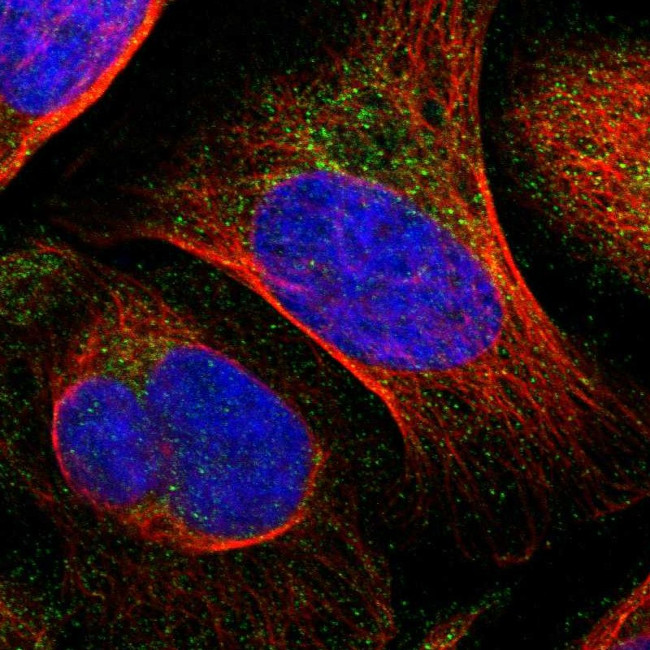 ARMC7 Antibody in Immunocytochemistry (ICC/IF)