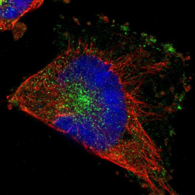 RABEP1 Antibody in Immunocytochemistry (ICC/IF)