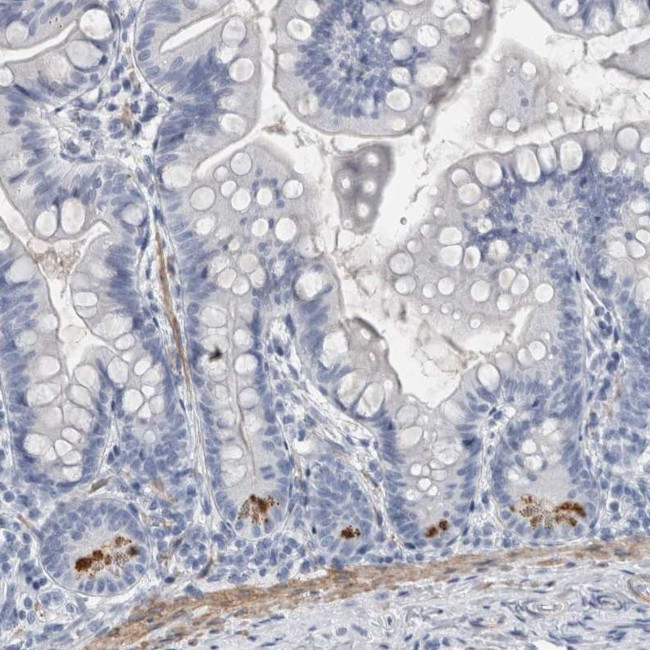 Lplunc1 Antibody in Immunohistochemistry (Paraffin) (IHC (P))