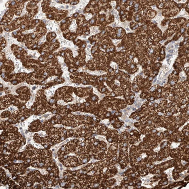 WDR91 Antibody in Immunohistochemistry (Paraffin) (IHC (P))
