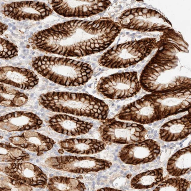 Niban-like protein Antibody in Immunohistochemistry (Paraffin) (IHC (P))