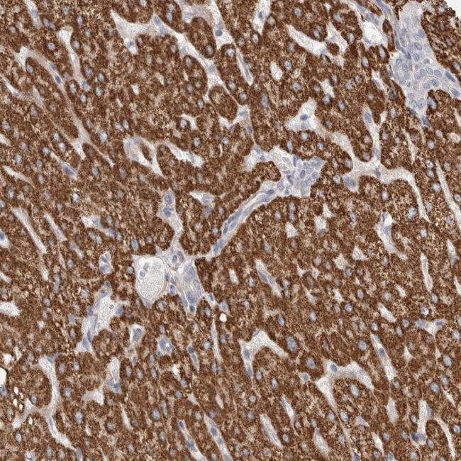 RBM12B Antibody in Immunohistochemistry (Paraffin) (IHC (P))