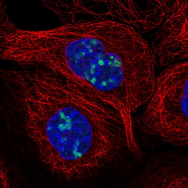 LURAP1L Antibody in Immunocytochemistry (ICC/IF)