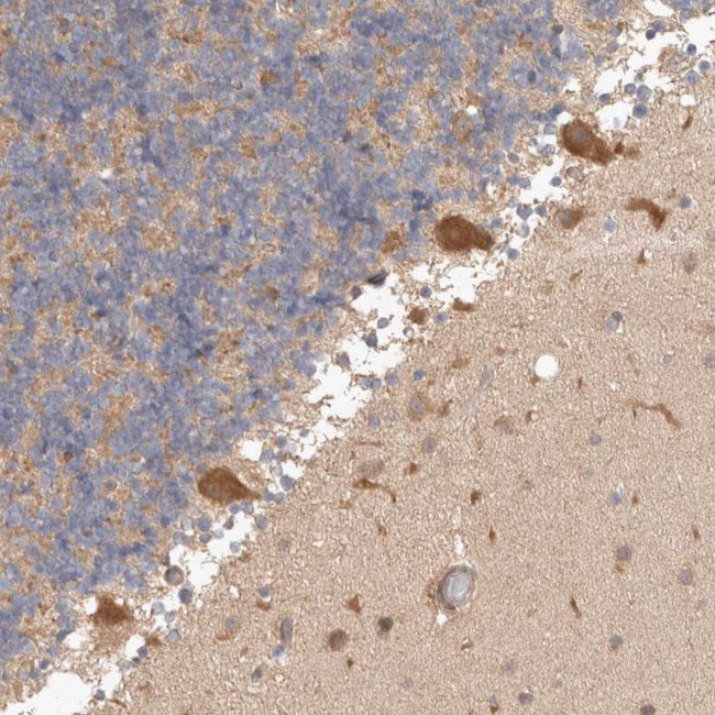 C17orf53 Antibody in Immunohistochemistry (Paraffin) (IHC (P))