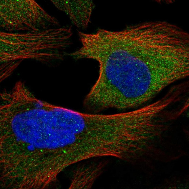 TAX1BP1 Antibody in Immunocytochemistry (ICC/IF)