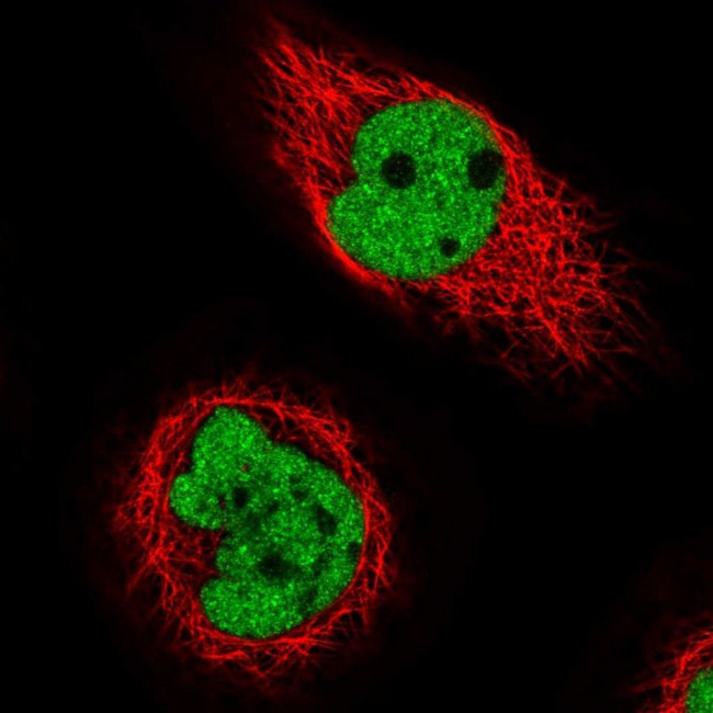 C17orf49 Antibody in Immunocytochemistry (ICC/IF)