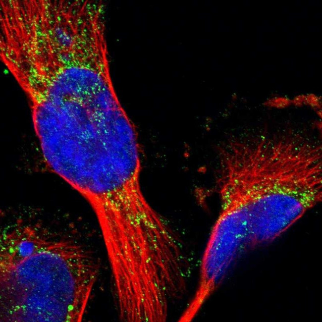 MRPL41 Antibody in Immunocytochemistry (ICC/IF)