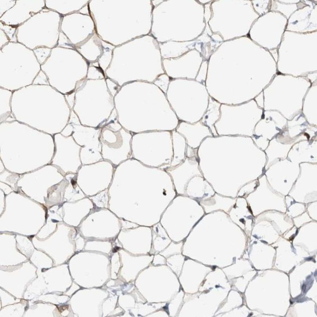 FAM213A Antibody in Immunohistochemistry (IHC)