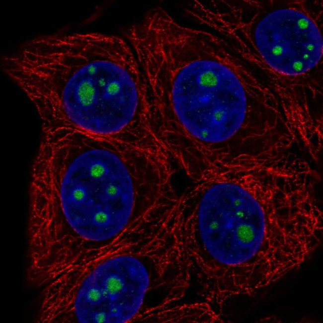 HDHD3 Antibody in Immunocytochemistry (ICC/IF)
