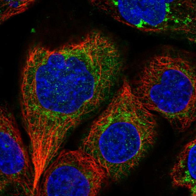 IARS2 Antibody in Immunocytochemistry (ICC/IF)