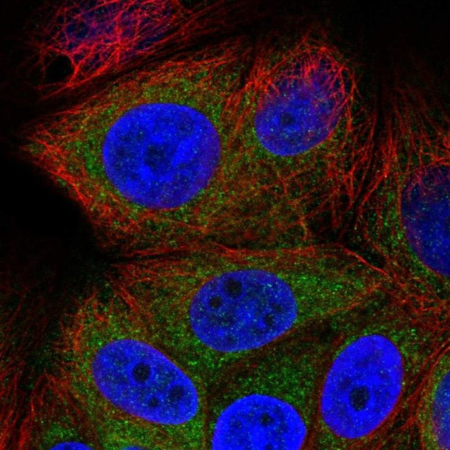 GREB1 Antibody in Immunocytochemistry (ICC/IF)