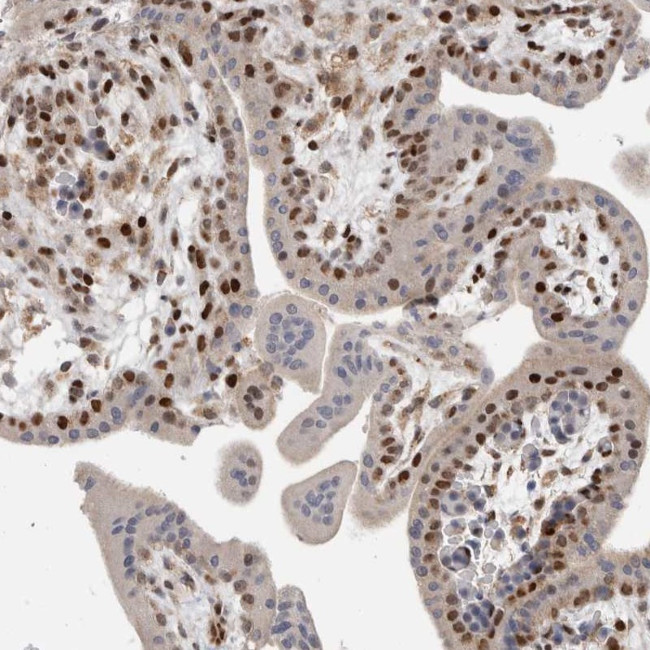 C8orf58 Antibody in Immunohistochemistry (Paraffin) (IHC (P))