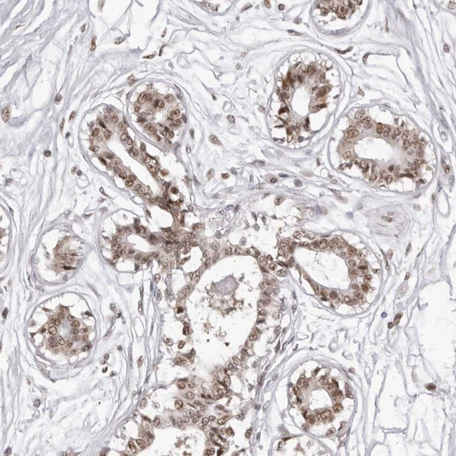 PHF3 Antibody in Immunohistochemistry (Paraffin) (IHC (P))