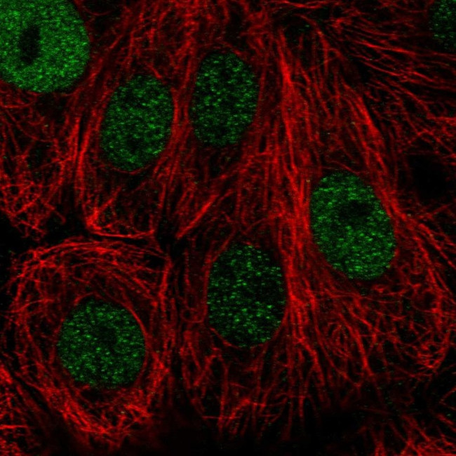 NFKBIL2 Antibody in Immunocytochemistry (ICC/IF)