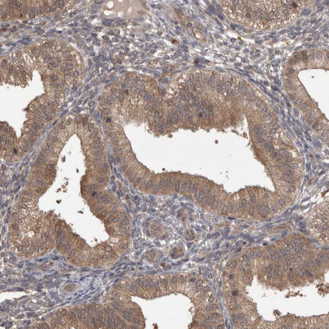 MICU3 Antibody in Immunohistochemistry (Paraffin) (IHC (P))