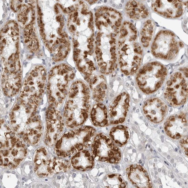 FAM135B Antibody in Immunohistochemistry (Paraffin) (IHC (P))