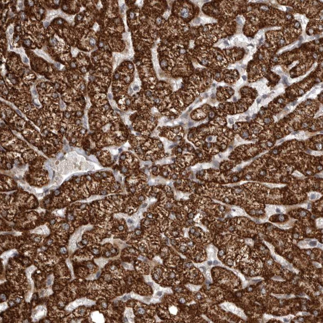 SNX16 Antibody in Immunohistochemistry (Paraffin) (IHC (P))