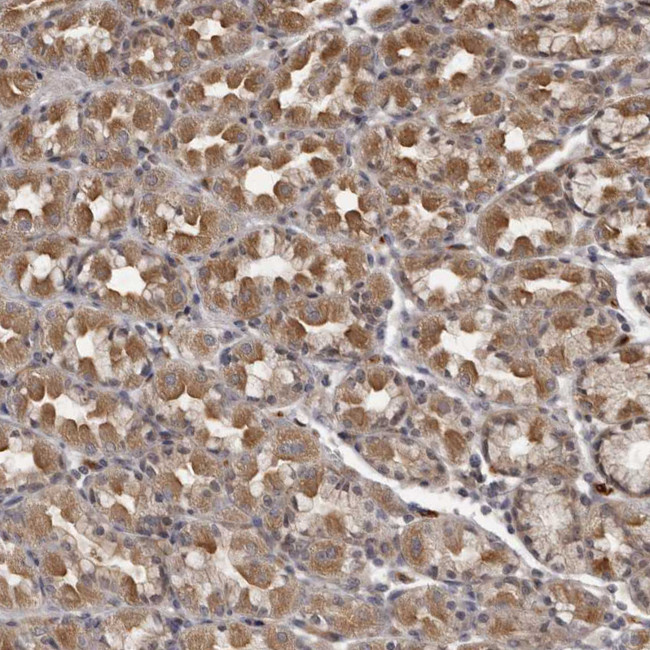 PLEKHF2 Antibody in Immunohistochemistry (Paraffin) (IHC (P))