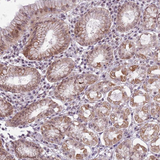 CCDC166 Antibody in Immunohistochemistry (Paraffin) (IHC (P))