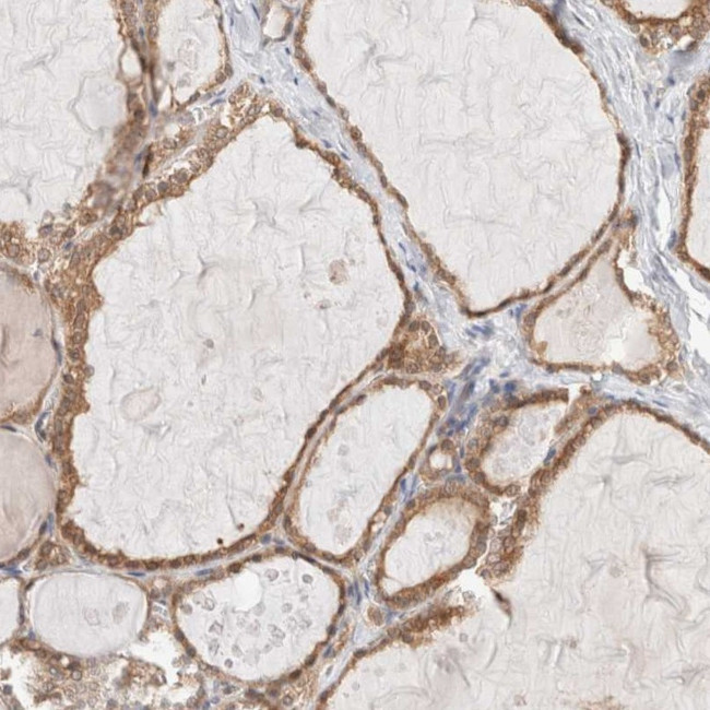 XKR4 Antibody in Immunohistochemistry (Paraffin) (IHC (P))