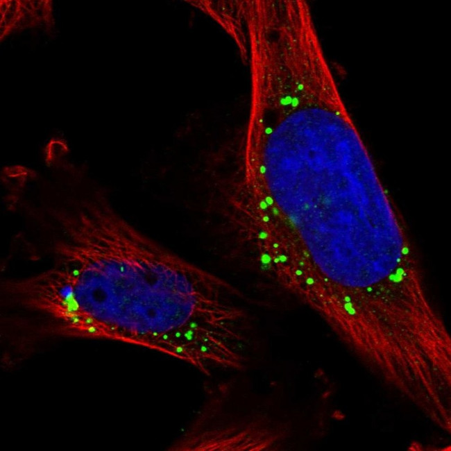 Cnpy4 Antibody in Immunocytochemistry (ICC/IF)