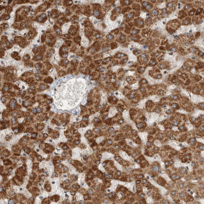 SERAC1 Antibody in Immunohistochemistry (Paraffin) (IHC (P))