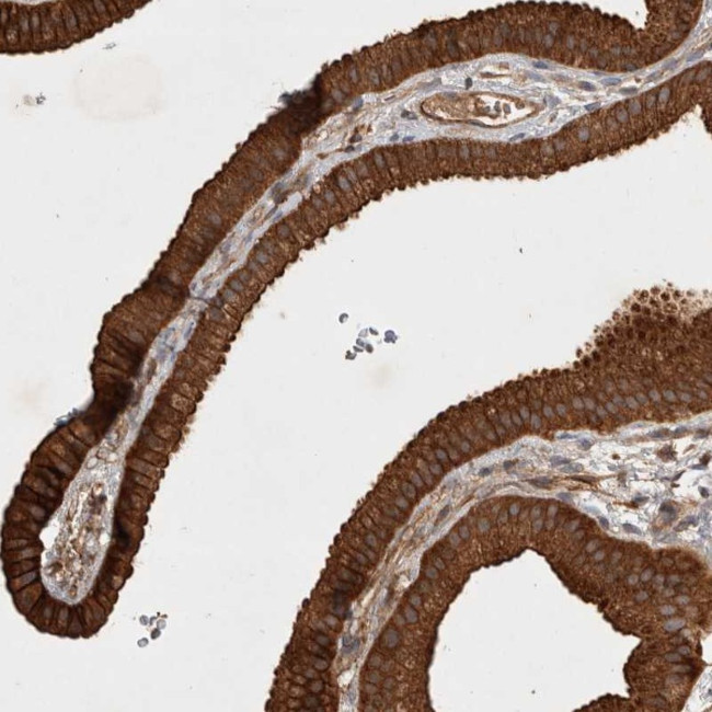 SERAC1 Antibody in Immunohistochemistry (Paraffin) (IHC (P))