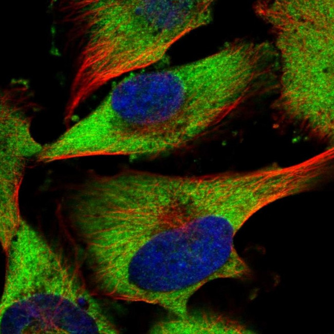 PRRC2C Antibody in Immunocytochemistry (ICC/IF)