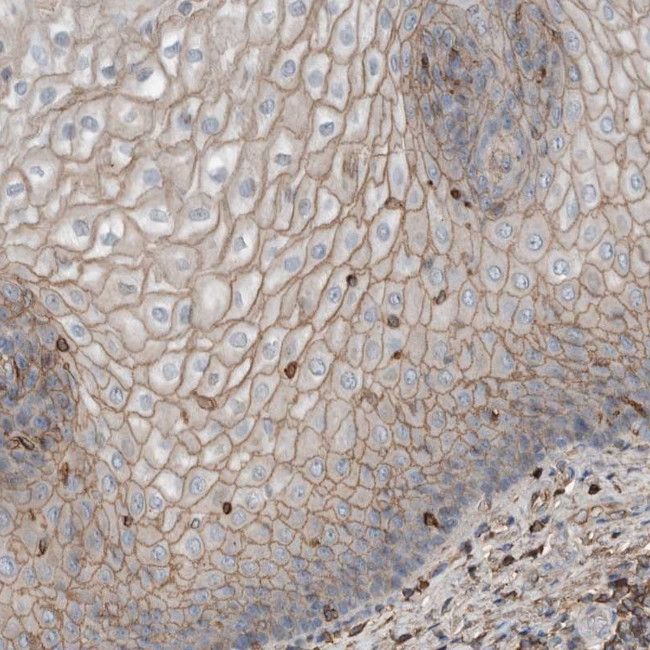 USP34 Antibody in Immunohistochemistry (Paraffin) (IHC (P))