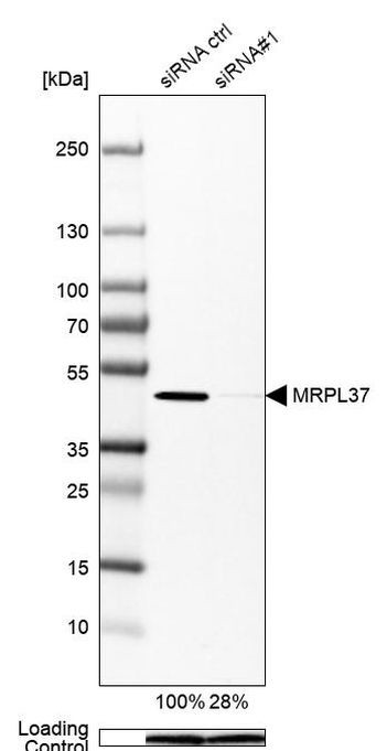MRPL37 Antibody