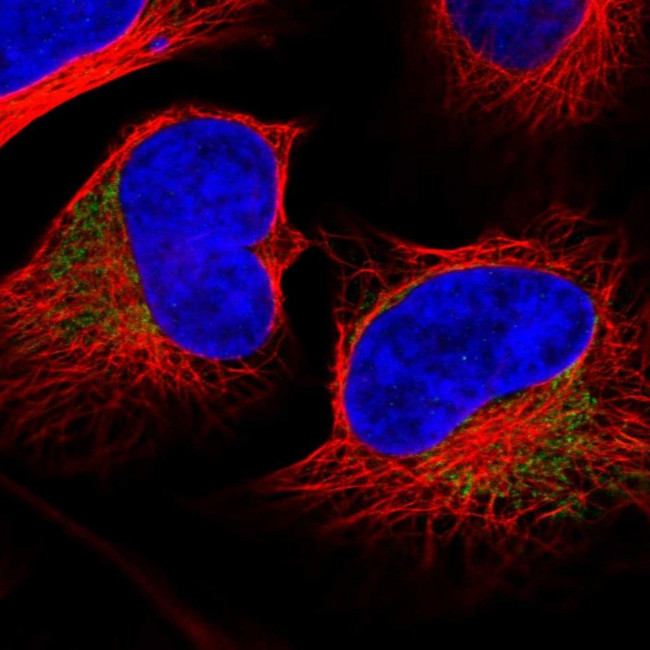 MRPL37 Antibody in Immunocytochemistry (ICC/IF)