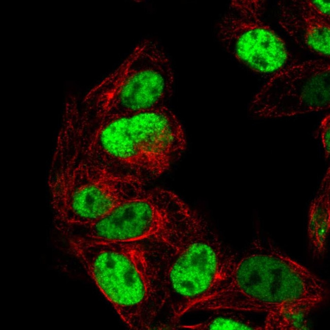 PEG3 Antibody in Immunocytochemistry (ICC/IF)