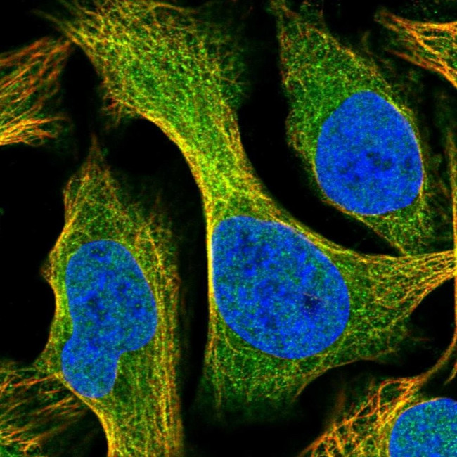 SYTL5 Antibody in Immunocytochemistry (ICC/IF)