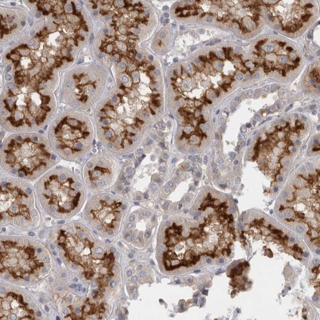 SLC22A11 Antibody in Immunohistochemistry (Paraffin) (IHC (P))