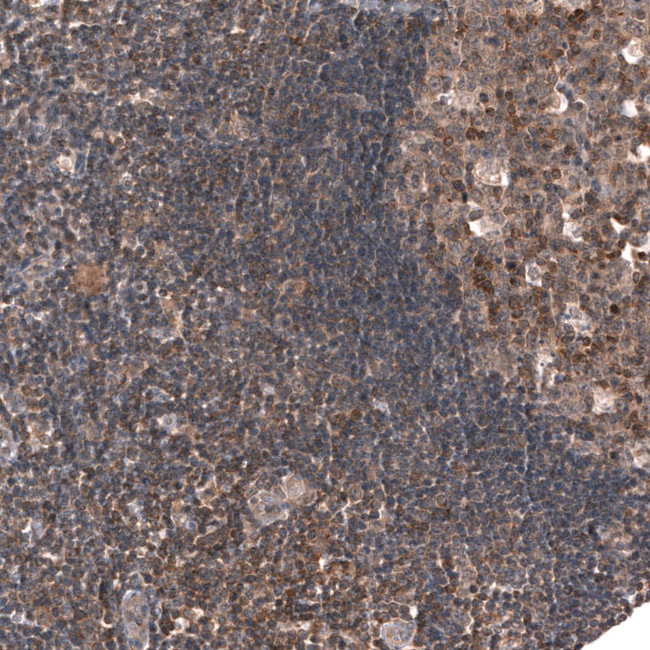 C7orf72 Antibody in Immunohistochemistry (Paraffin) (IHC (P))