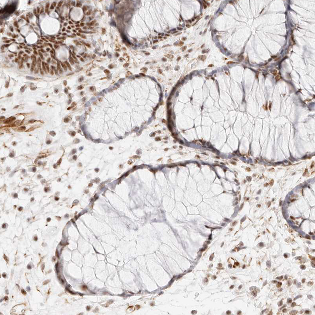 ZBED6 Antibody in Immunohistochemistry (Paraffin) (IHC (P))