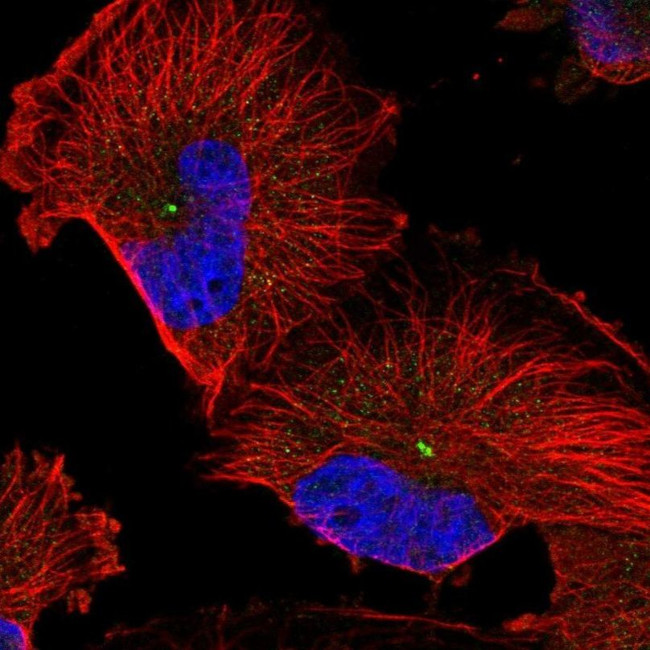 FAM82B Antibody in Immunocytochemistry (ICC/IF)