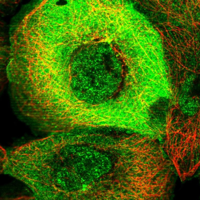 PARG1 Antibody in Immunocytochemistry (ICC/IF)