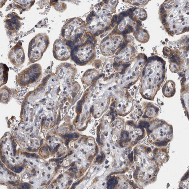 LMAN2L Antibody in Immunohistochemistry (Paraffin) (IHC (P))