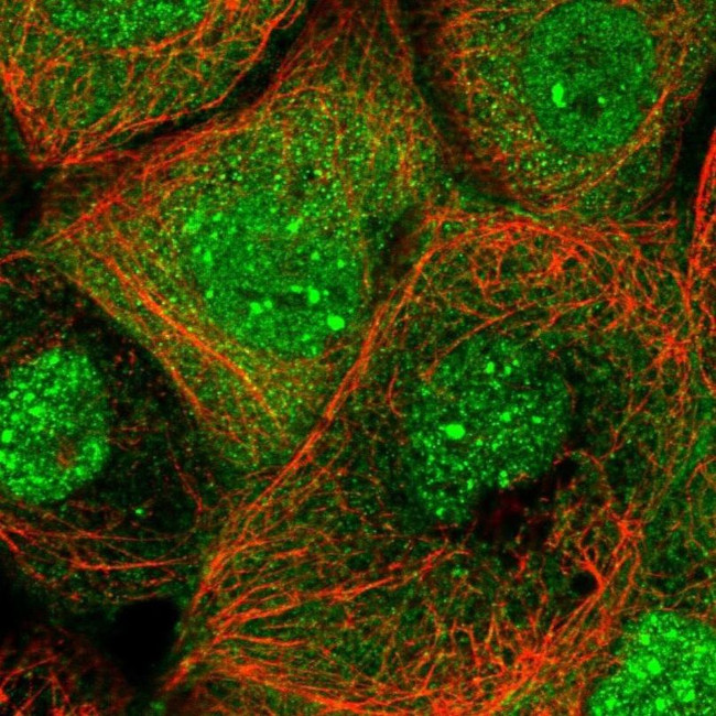 ANKMY1 Antibody in Immunocytochemistry (ICC/IF)