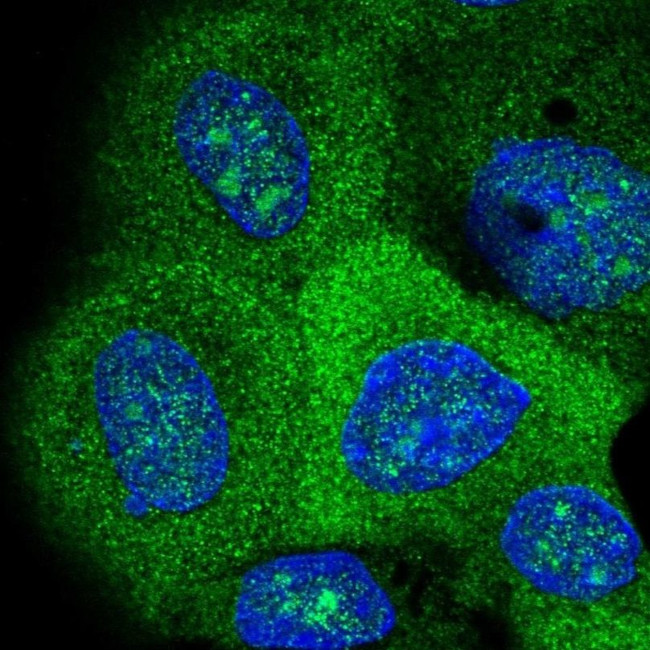 VEPH1 Antibody in Immunocytochemistry (ICC/IF)