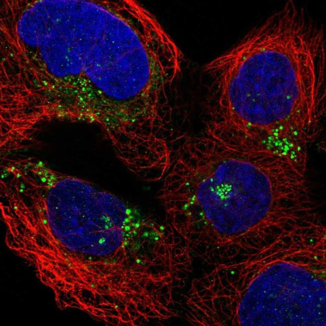 IFI30 Antibody in Immunocytochemistry (ICC/IF)