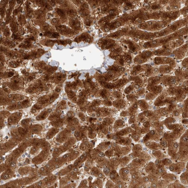 ACTL9 Antibody in Immunohistochemistry (Paraffin) (IHC (P))