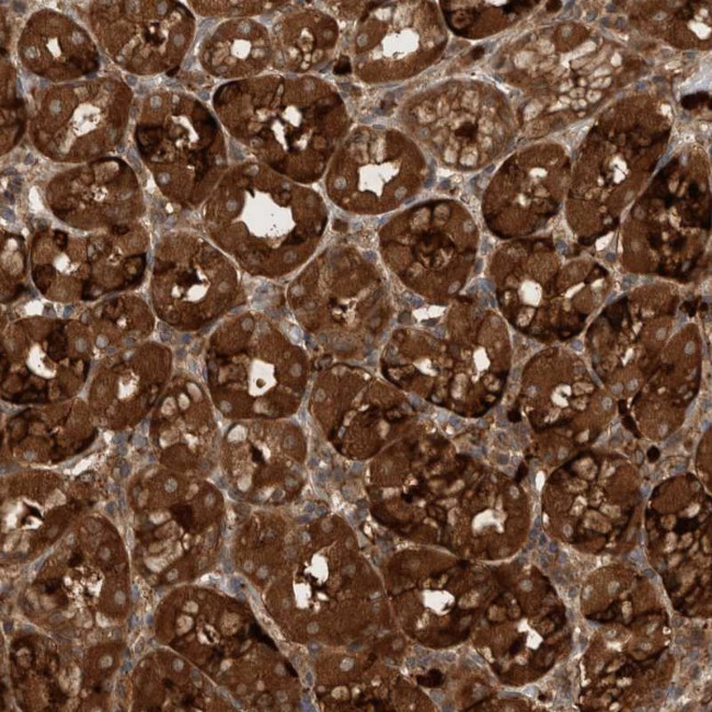 PDCD2 Antibody in Immunohistochemistry (Paraffin) (IHC (P))