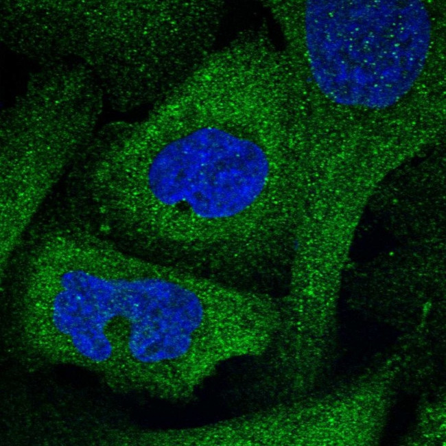 FAM221A Antibody in Immunocytochemistry (ICC/IF)