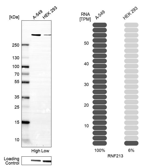RNF213 Antibody in Western Blot (WB)